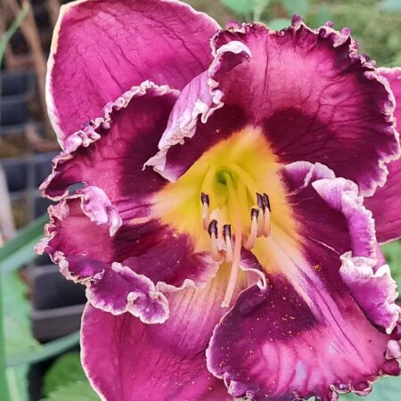 Liliowiec 'Silver Moon Sparkle' (Hemerocallis 'Silver Moon Sparkle')