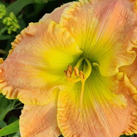 Liliowiec 'Smile Again' (Hemerocallis 'Smile Again')