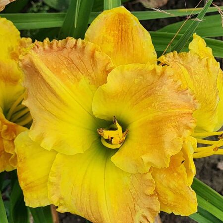 Liliowiec 'Smugglers Gold' (Hemerocallis 'Smugglers Gold')