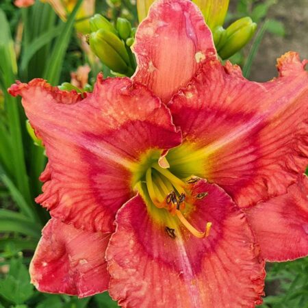 Liliowiec 'Spacecoast Dream Catcher' (Hemerocallis 'Spacecoast Dream Catcher')