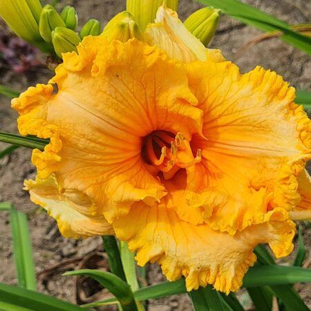 Liliowiec 'Spacecoast Gold Bonanza' (Hemerocallis 'Spacecoast Gold Bonanza')