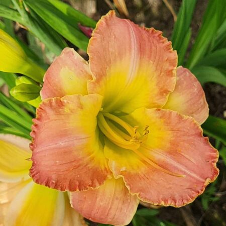 Liliowiec 'Spacecoast Multilevel Deal' (Hemerocallis 'Spacecoast Multilevel Deal')