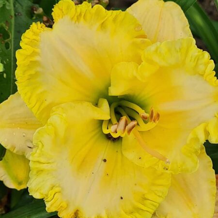 Liliowiec 'Spectral Elegance' (Hemerocallis 'Spectral Elegance')