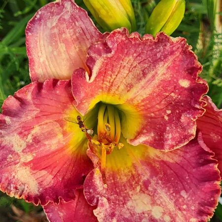 Liliowiec 'Spiny Sea Urchin' (Hemerocallis 'Spiny Sea Urchin')