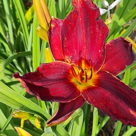 Liliowiec 'Spirit of Freedom' (Hemerocallis 'Spirit of Freedom')
