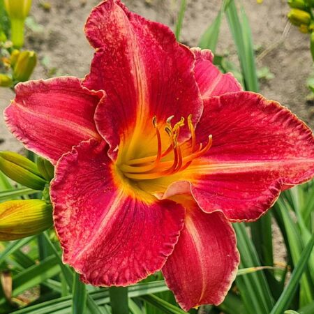 Liliowiec 'Starle' (Hemerocallis 'Starle')