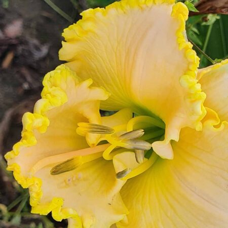 Liliowiec 'Stasiu na Pustyni' (Hemerocallis 'Stasiu na Pustyni')