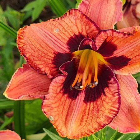 Liliowiec 'Strawberry Candy' (Hemerocallis 'Strawberry Candy')