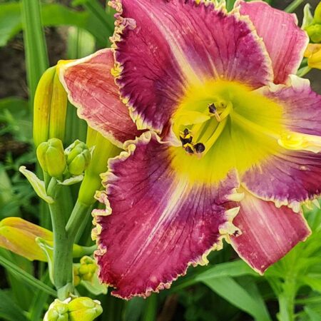 Liliowiec 'Subtle Knife' (Hemerocallis 'Subtle Knife')