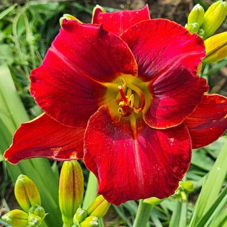 Liliowiec 'Szalona Hanka' (Hemerocallis 'Szalona Hanka')