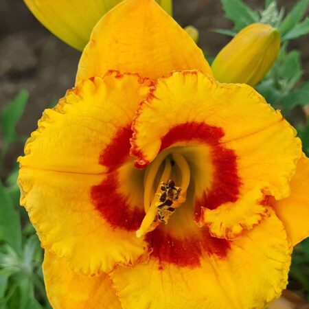 Liliowiec 'Tigerling' (Hemerocallis 'Tigerling')