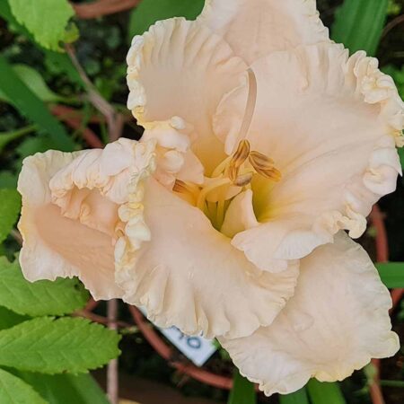 Liliowiec 'Voila Francois' (Hemerocallis 'Voila Francois')