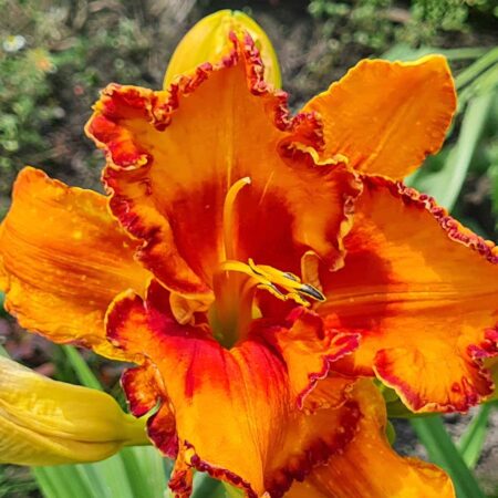 Liliowiec 'Volcano Queen' (Hemerocallis 'Volcano Queen')