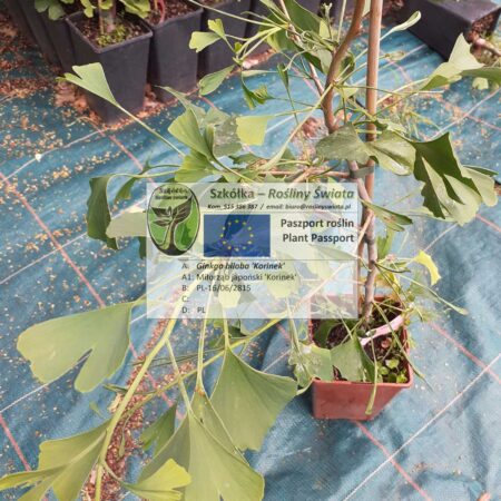 Miłorząb japoński 'Korinek' - Ginkgo biloba