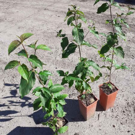 Dereń Kousa - Cornus cousa