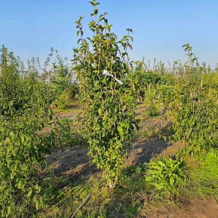 Dereń jadalny 'Fastigiata' - Cornus mas