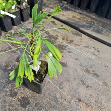 Miłorząb japoński 'Broom With Tubes' - Ginkgo biloba