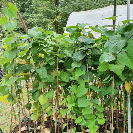 Judaszowiec kanadyjski - Cercis canadensis