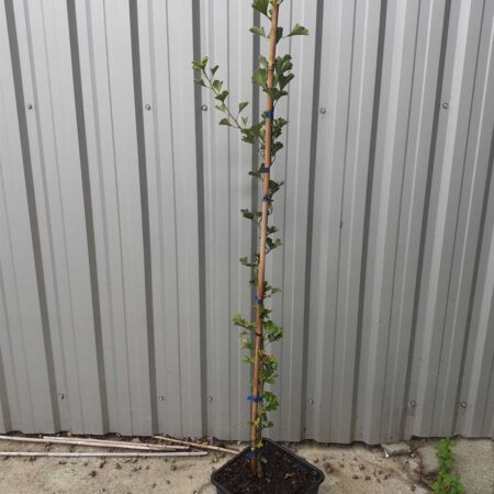 Miłorząb japoński ’Goethe’ - Ginkgo biloba