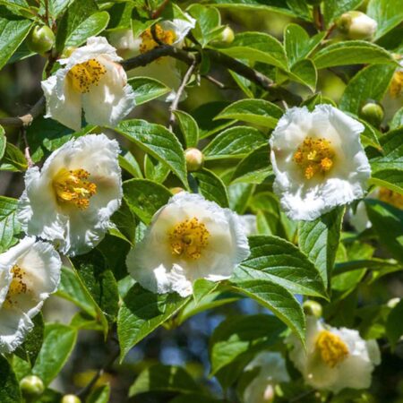 Stewarcja kameliowa - Stewartia pseudocamellia