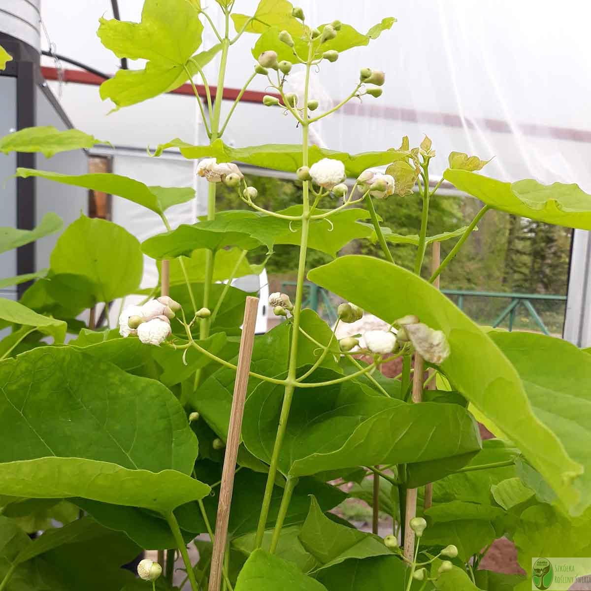 Surmia bignoniowa ‘Aurea’ (Catalpa bignonioides ‘Aurea’) - Rośliny Świata