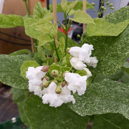 Surmia wielkokwiatowa 'Pulverulenta' (Catalpa speciosa 'Pulverulenta')