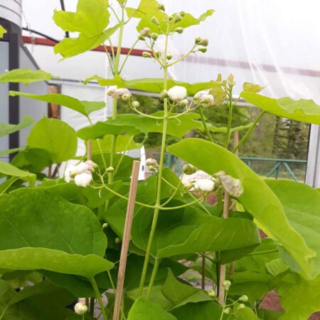 Surmia bignoniowa ‘Aurea’ (Catalpa bignonioides ‘Aurea’)