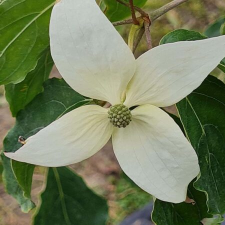 Dereń Kousa 'White Giant' - Cornus Kousa