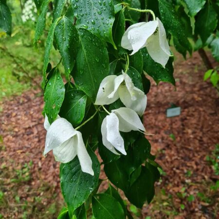 Dereń Kousa 'Great Star' - Cornus Kousa