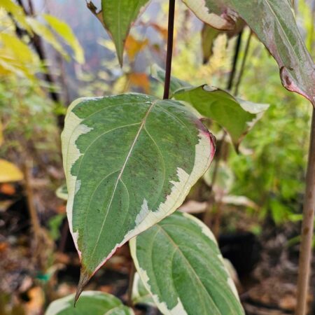Dereń Kousa 'Melanie' - Cornus Kousa