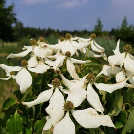Dereń Kousa 'Sluis Slim' - Cornus Kousa