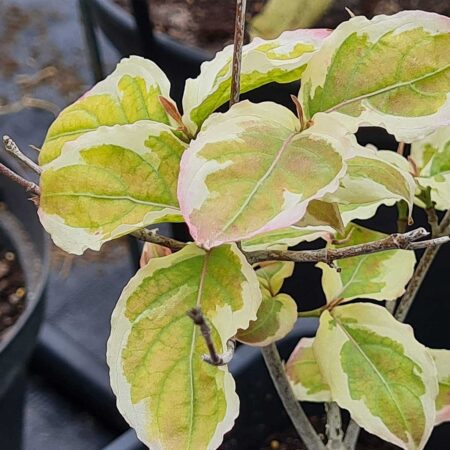 Dereń Kousa 'Akatsuki' - Cornus Kousa