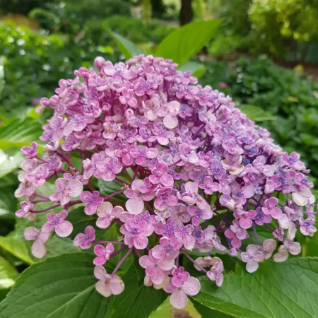 Hortensje ogrodowe