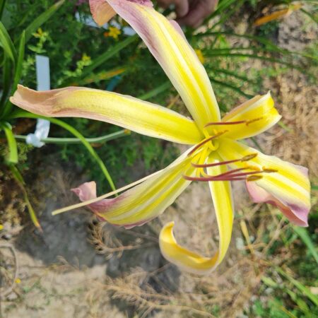 Liliowiec 'No Strings Attached' (Hemerocallis 'No Strings Attached')