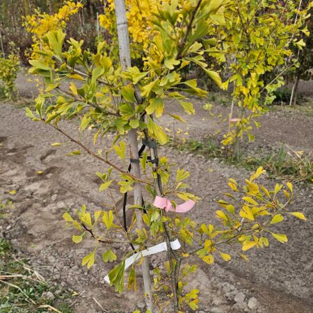 Miłorząb dwuklapowy 'Anny's Dwarf' - Ginkgo biloba