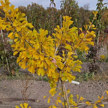 Miłorząb dwuklapowy 'Autumn Gold' - Ginkgo biloba