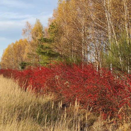 Berberys Thunberga 'Atropurpurea' (Berberis Thunbergii)