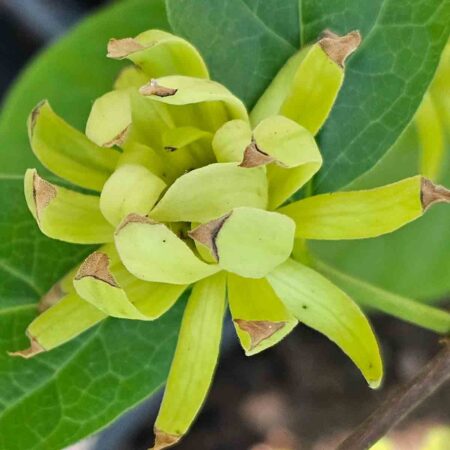Kielichowiec wonny 'Athens' - Calycanthus floridus