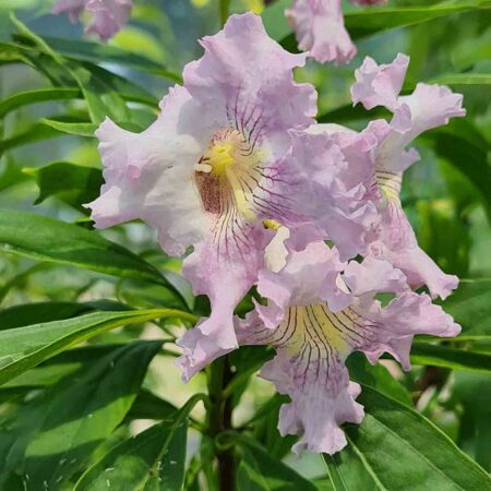Chitalpa taszkiencka (Chitalpa tashkentensis)