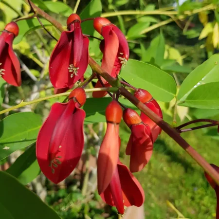 Erytryna grzebieniasta