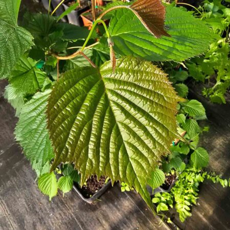 Olszanka japońska (Euptelea polyandra)