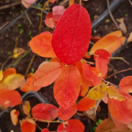 Fotergilla Gardena (Fothergilla gardenii)