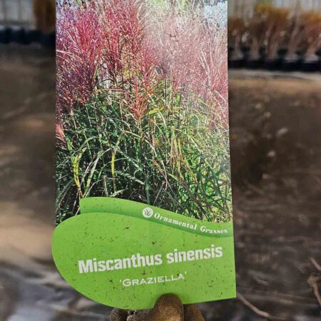 Miskant chiński 'Graziella' (Miscanthus sinensis)