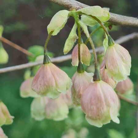 Ośnieża górska Rosea (Halesia monticola Rosea)