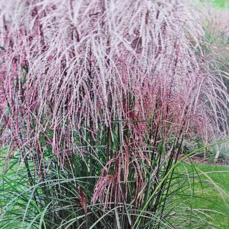 Miskant chiński 'Hurron Sunrise' (Miscanthus sinensis)