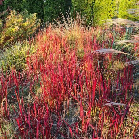 Imperata cylindryczna 'Red Baron' (Imperata cylindrica)