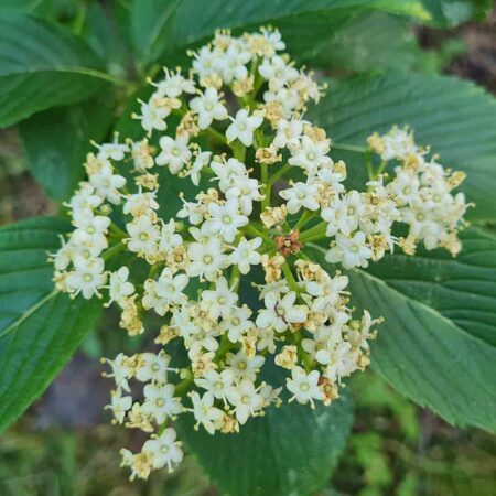 Kalina Siebolda (Viburnum sieboldii)