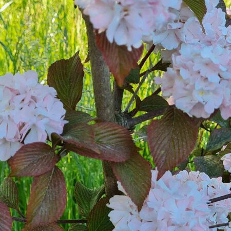 Kalina koralowa 'Roseum' (Viburnum opulus)