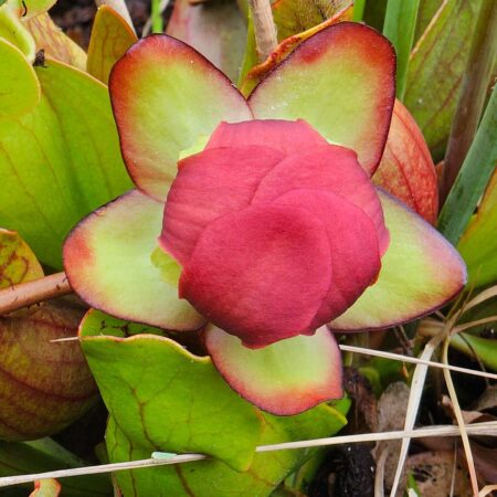 Kapturnica purpurowa (Sarracenia purpurea)