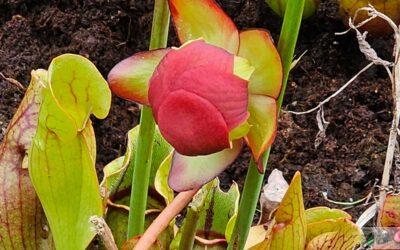 Ciekawostka: Kapturnica purpurowa – roślina, która zjada owady! 